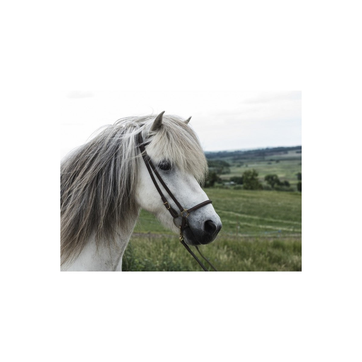 Alm Hannoveransk næserem Nordic Horse