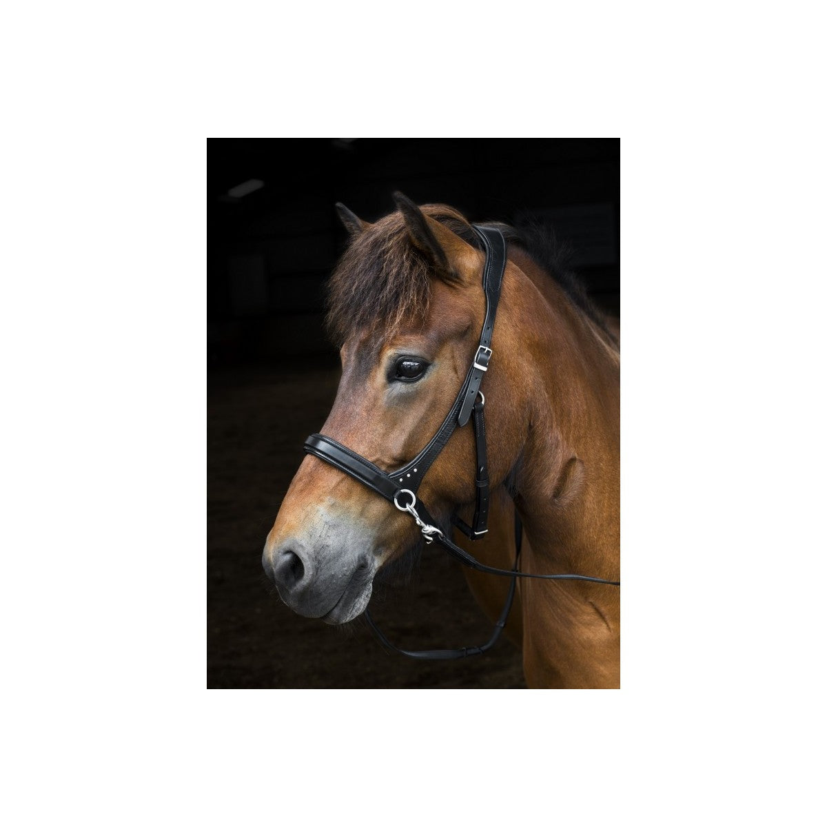 Sidepull Nordic Horse m pyntesten.