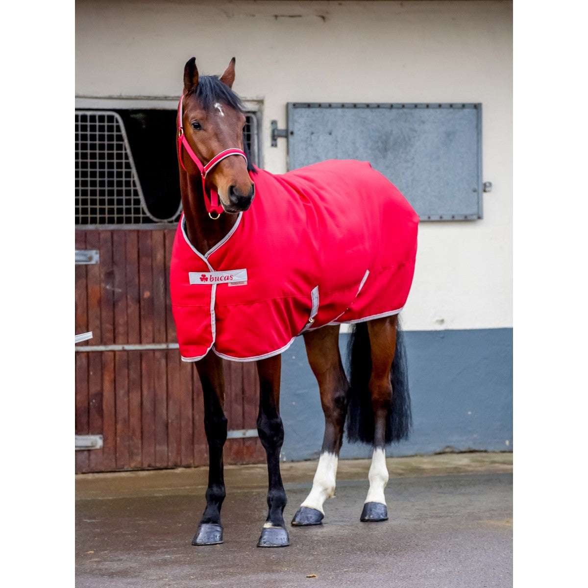 Bucas Shamrock Power