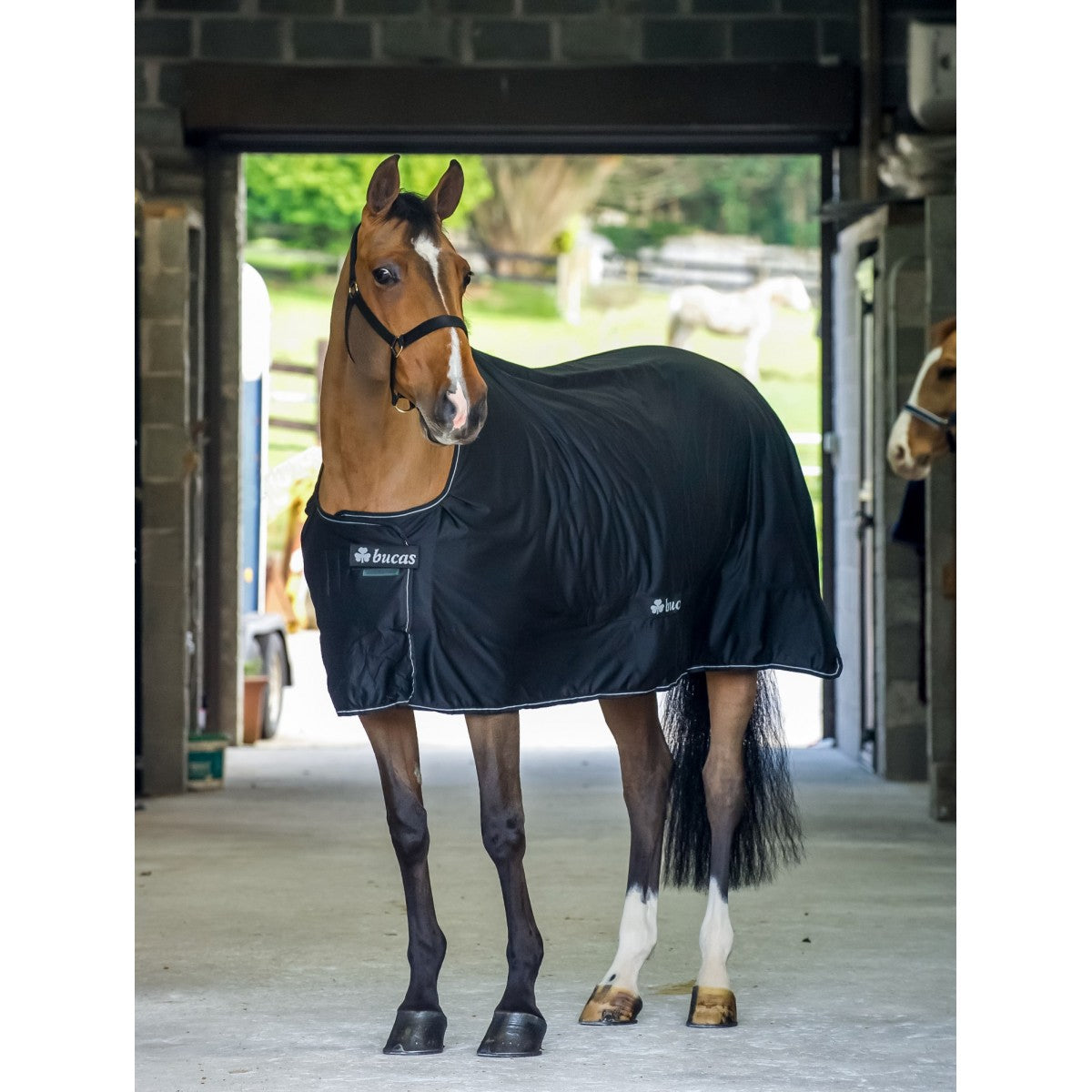 Bucas Shamrock Power