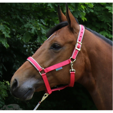 Dublin-pink.w610.h610.fill