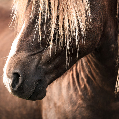 Icelandic-Horse