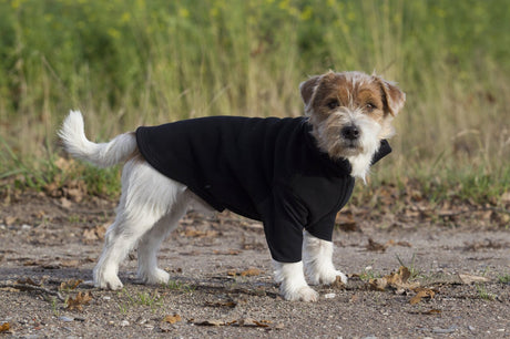 3300-_bianca_dog_jumper_2048x2048
