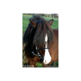 Alm. Engelsk næsebånd Nordic Horse