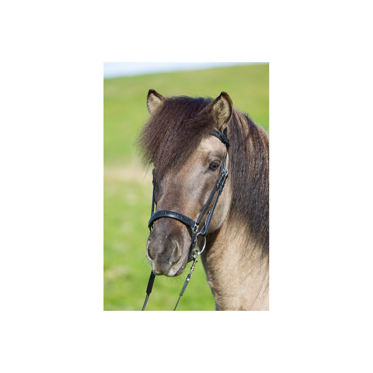 Eques - Hannoveransk næsebånd m Moon Rock