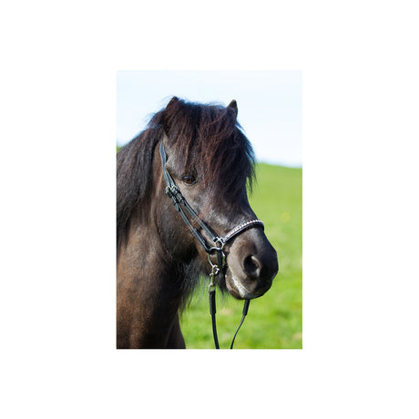 Eques - Hannoveransk næsebånd med gyldne krystaller