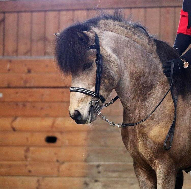 Bridle-SoMe3