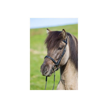 Eques - Engelsk næsebånd m. Moon Rock