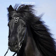 unity_black_horse_k_rager_i (1)