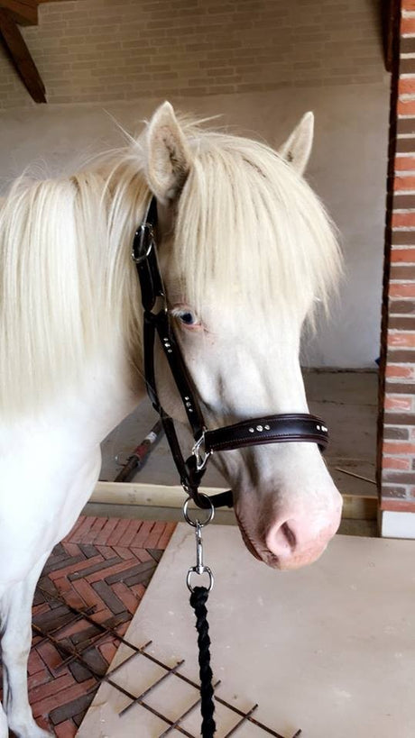 Blød lædergrime med smykkesten brun eller sort