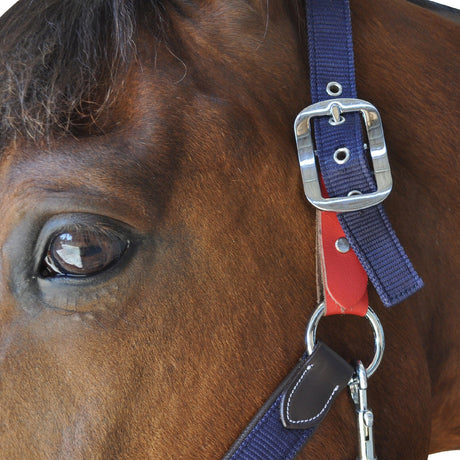 nylon-leather-safety-halter-flags-and-cup