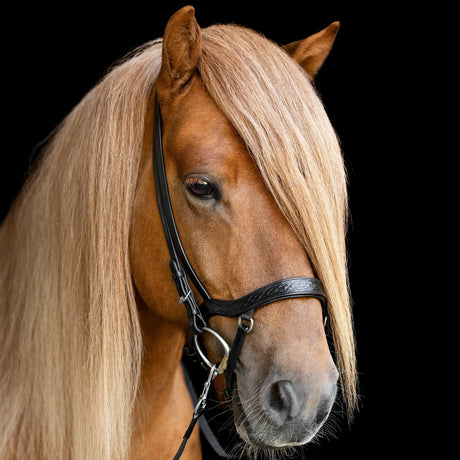 anatomical_noseband_heritage_funi_square