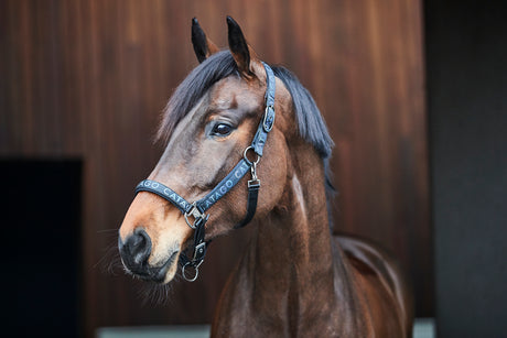 d12dc259-ce57-4d4e-9c8a-e6ae347b89a8