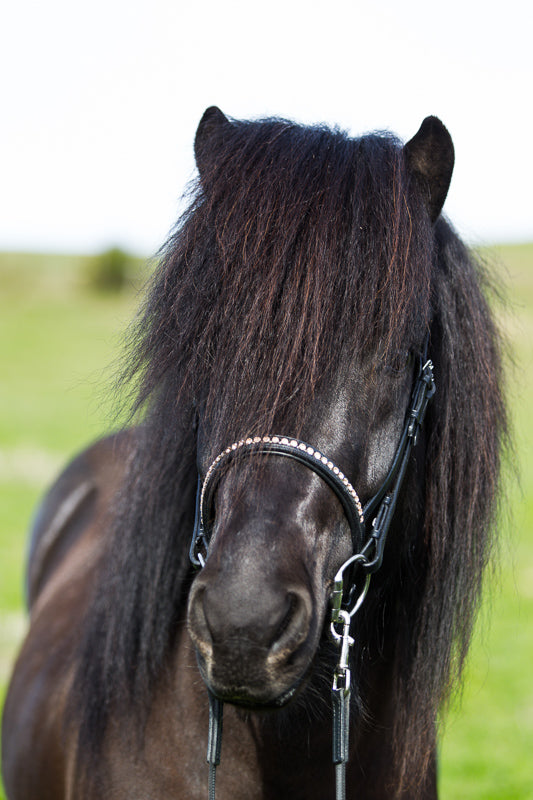 eques-0554_web