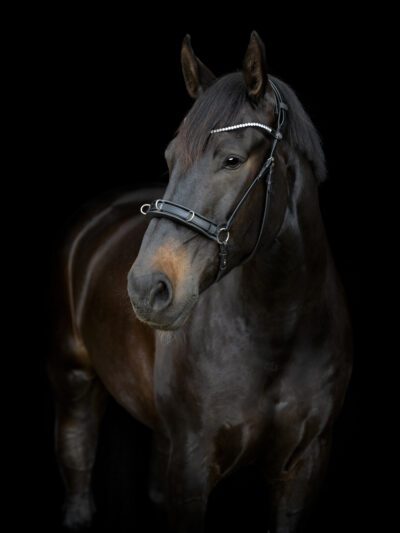 Catago Gentle Bridle Kapsun næsebånd - Image 3