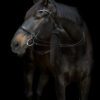 CATAGO Gentle Bridle samleringe, 2 stk. - 30 % Rabat - - Image 2