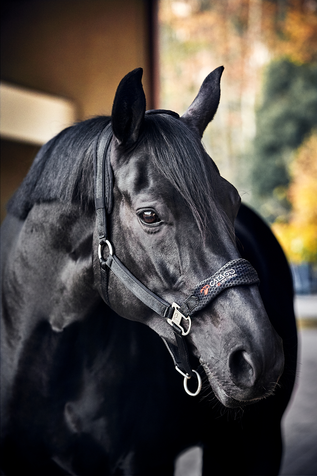 Catago Fir-Tech grime