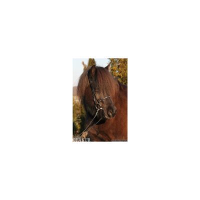 Julia - engelsk næserem - Nordic Horse