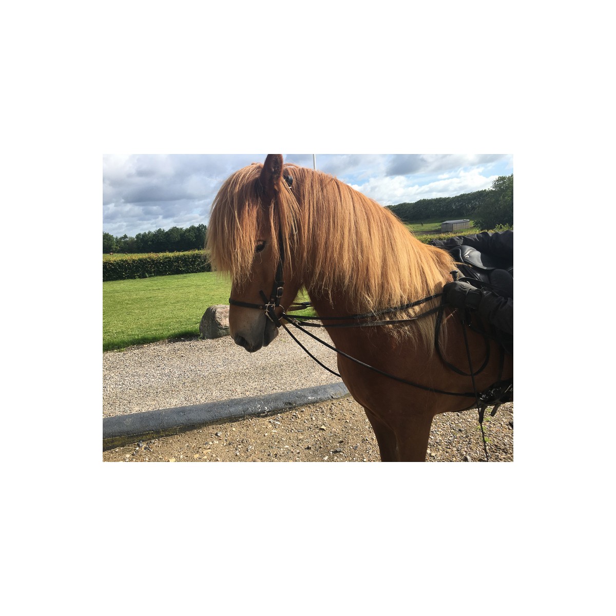 Eques hjælpetøjler